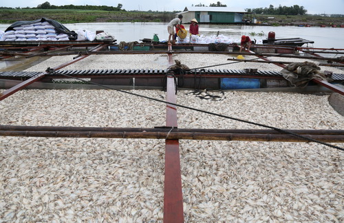 Lãnh[-]đạo[-]tỉnh[-]Đồng[-]Nai:[-]"Cá[-]chết[-]ở[-]sông[-]La[-]Ngà[-]do[-]thiên[-]tai"